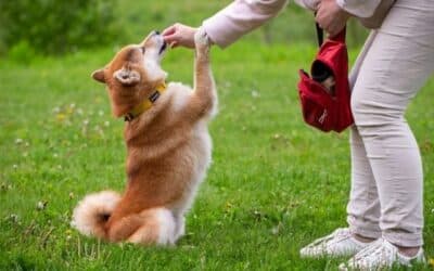 You Osobnost Može Utjecati Na Način Na Koji Se Vaš Pas Nauči Ponašati