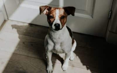 13 Načina Na Koja Zbunimo & Isfrustriramo Našeg Psa