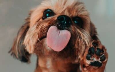 7 Razloga Zašto Vas Pas Ne Prestaje Lizati