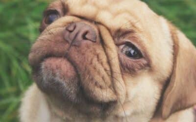 Zurenje U Pseće Oči Luči Hormon Ljubavi