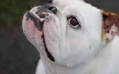 Top 5 Načina Kako Vaš Pas Čita Vaše Emocije