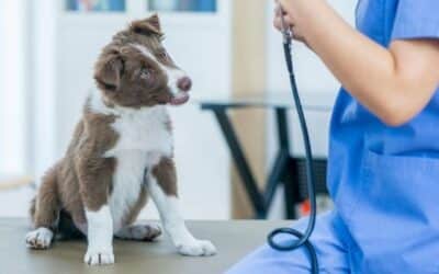 Kako Pronađi Pravog Veterinara za Vašeg Psa