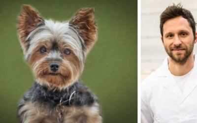 Moj Jorki se puno češe. Isprobala sam nekoliko preporučenih proizvoda s interneta. Ali nijedan od njih nije pomogao. Pomozite mu, molim vas.