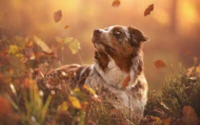 Jesenski izleti s psom – Inspiracija od CricksyDog