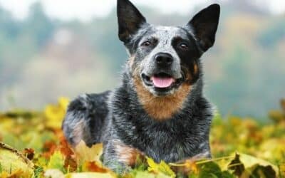 Jesenski savjeti o prehrani za pse – Što psi trebaju jesti u jesen? Koje hranjive tvari mogu biti potrebne u ovom razdoblju?