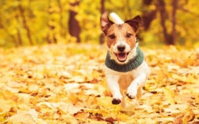 Jesensko fotografiranje s psom: savjeti i trikovi – Kako napraviti savršene jesenske fotografije vašeg psa među padajućim lišćem?
