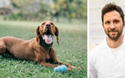 Imam Mađarsku Vižlu od skoro godinu dana. Kada i kako bih Trebao prijeći na hranu za odrasle pse?