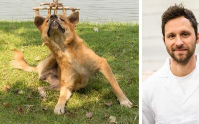 Kako da zaustavim žvakanje stopala, češanje, kožne grinje?