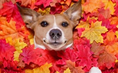 “Jesenski wellness: kako njegovati dlaku i kožu vašeg psa u kišne dane?” – Savjeti i preporuke proizvoda za njegu kože i dlake pasa u jesen