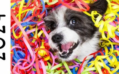 5 Važnih Savjeta za Novogodišnju Noć za Vlasnike Pasa – Zaštitimo Naše Četveronošce s CricksyDog