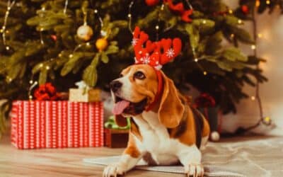 CricksyDog Božićne Avanture: Sretan Božić na Četiri Šape