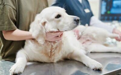 Probavni problemi kod pasa: Pregled uobičajenih probavnih smetnji i odgovarajućih prehrambenih rješenja