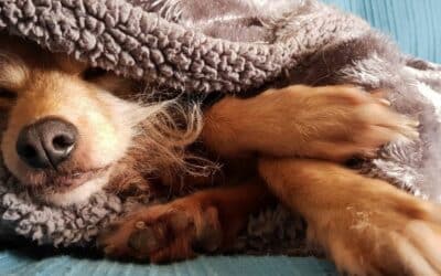 Prevencija Zimskih Bolesti kod Pasa: Savjeti Stručnjaka