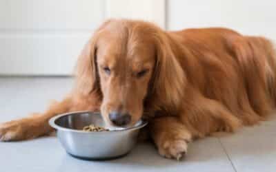 Zimski Pasji Obroci: Prehrambeni Savjeti za Hladne Mjesece