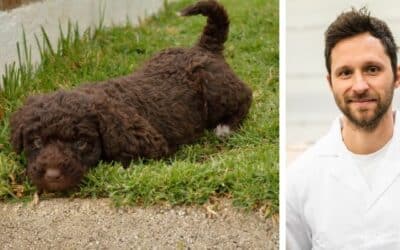 Naš 4-mjesečni Španjolski vodeni pas obožava jesti stvari neugodnog mirisa, čak i stvari koju su nejestive. Što da radim?