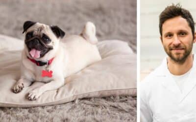 Moj pas ima mekanu stolicu već 3 mjeseca, jede hranu za pse i proteže prednje noge. Što da radim?