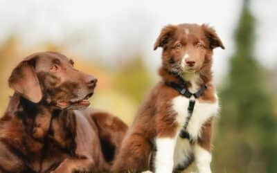 Hranjenje pasa prema dobi: Vodič za prehranu prilagođen dobnim karakteristikama.