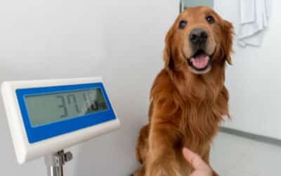 Prevencija pretilosti kod pasa: Vodič za prevenciju i upravljanje viškom težine