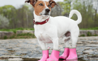 Proljetna kiša i psi: Kako se pripremiti za neočekivano vrijeme?