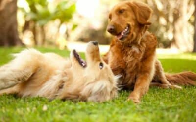 Izazovi kraja proljeća: 7+1 vanjska igra za tvog psa