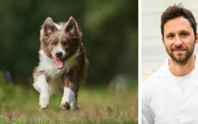 Moj petogodišnji border collie, Alex, u posljednje vrijeme pije puno vode. Bojim se da bi mogao imati neki zdravstveni problem. Što preporučuješ u ovoj situaciji?