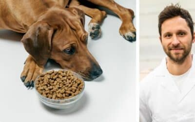 Bella ne jede suhu hranu. Oduvijek je dobivala konzerviranu hranu i sada bismo željeli prijeći na suhu hranu. Kupio sam joj nekoliko vrsta, ali ih uopće ne želi probati. Kako je mogu naviknuti? Bella je dvogodišnja ženka pasmine ridgeback. Što bi preporučio?