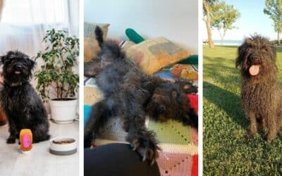 Tajna CricksyDoga: Priča o Teu, Vjernom Glavnom Degustatoru