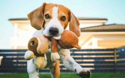 Vitamini i minerali u prehrani pasa: Zašto su ključni?