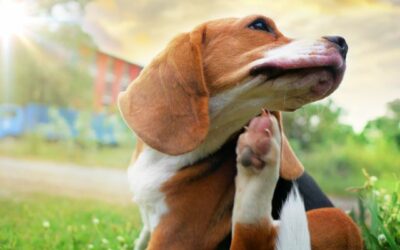 Psi i alergije: Prepoznavanje i učinkovite metode liječenja