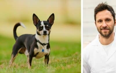 Koja bi hrana bila najbolja za Lunu i Merlina, dva čivave?