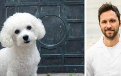 Pamika, izbirljivi bišon