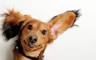 Jesu li uši vašeg psa u opasnosti? Evo kako spriječiti upale tijekom ljeta!