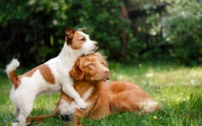 Jeste li spremni za drugog psa? 7 savjeta na koje morate obratiti pozornost!