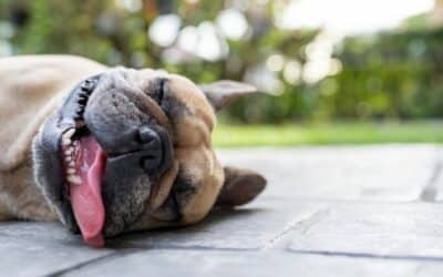 Kako zaštititi svog psa od letnjih vrućina? 7 stručnih saveta!
