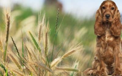 Tajna Prijetnja Ljeta: Ječmeni Klas