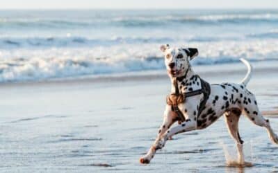 Kupanje sa psima 101: Sve što trebate znati