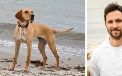 Alison, šestogodišnja mješanka vizsle, jako je smršavjela