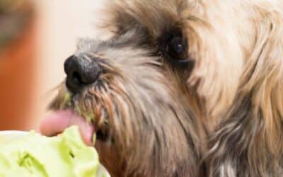 5 Jednostavnih i Osvježavajućih Recepta za Tvog Psa za Ljeto