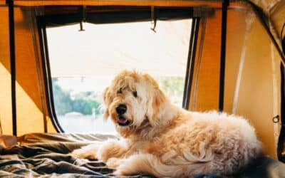 Sve o ljetovanju s psom: Kako učiniti zajednički odmor savršenim