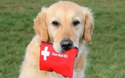 Prvá domáca pomoc: Príprava na núdzové situácie!