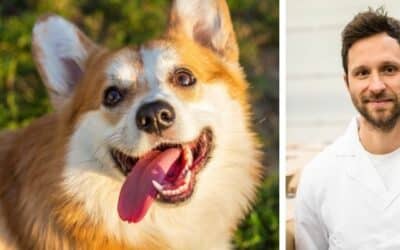 Herold, 11-mjesečni Corgi, ne obraća pažnju na svog vlasnika