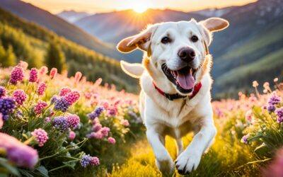 Savjeti za ljetno fotografiranje pasa – Uhvatite trenutke!