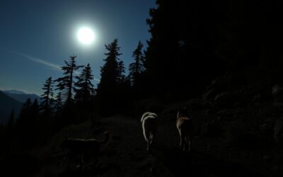 Noćna planinarenja s psima – Sve što trebaš znati o tome!