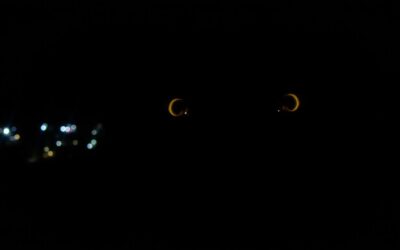 Noćni vid pasa – Sve što trebaš znati o tome!