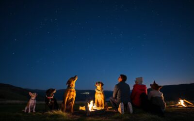 Promatranje zvijezda s psima – Sve što trebaš znati o tome!