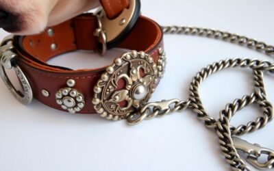 Ogrlica za pse – Sve što trebaš znati!