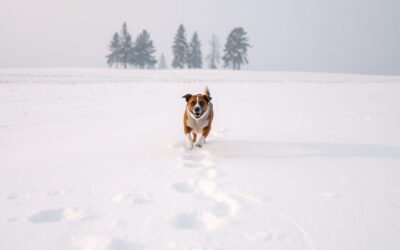 Pas na snijegu – Sve što trebaš znati o tome!