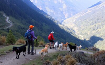 Planinarenje s psima – Sve što trebaš znati!