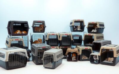 Transportni boks za pse – Sve što trebaš znati!