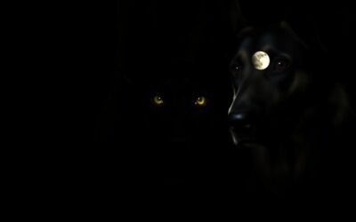 Vid pasa u mraku – Sve što trebaš znati o tome!